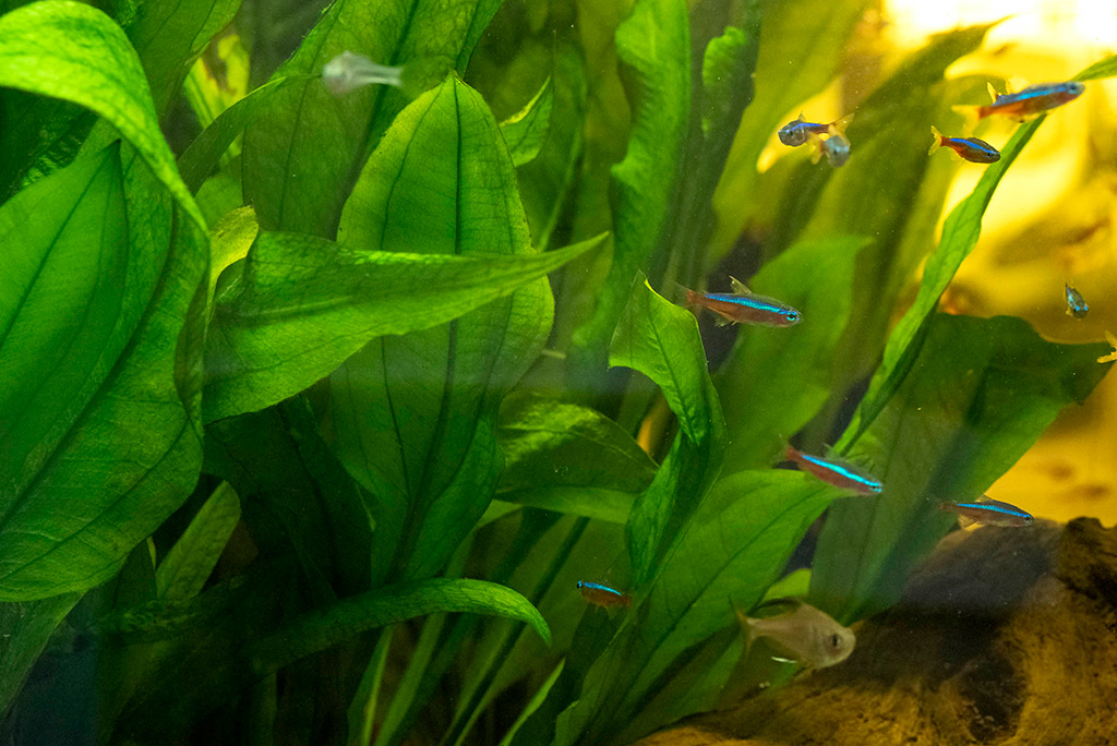 Fische in einem Aquarium