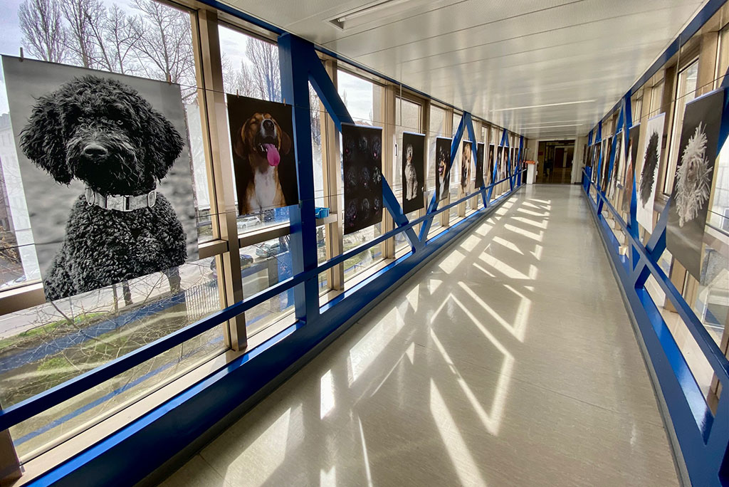 Hundeaustallung Krankenhausflur